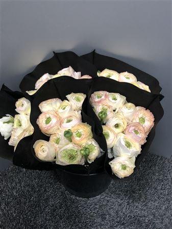 <h4>Ran Suc Crema 509 Sup</h4>