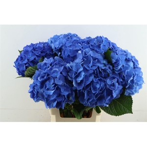 Hydr M Bela Blue 60-20