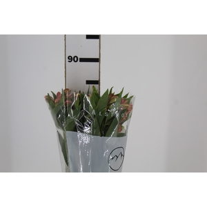 ALSTROEMERIA MILOS 080 CM