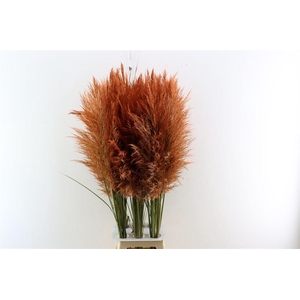 Cortaderia Opgetrokken Koper Bruin Stem