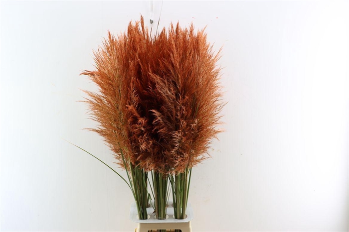<h4>Cortaderia Opgetrokken Koper Bruin Stem</h4>