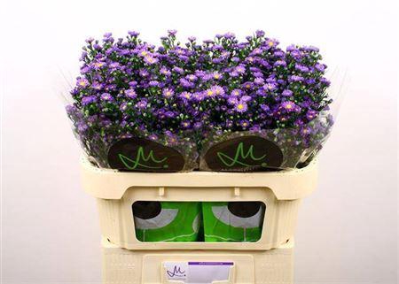 <h4>Aster Teeny Tiny Blue</h4>