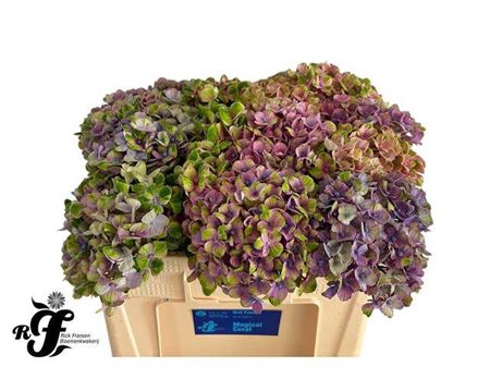 <h4>Hydr M Mag Coral Picasso</h4>