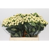 Hypericum Cool Romance