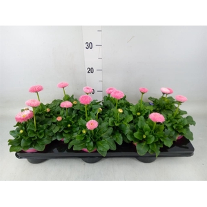 Bellis perennis 'Roggli Rose'