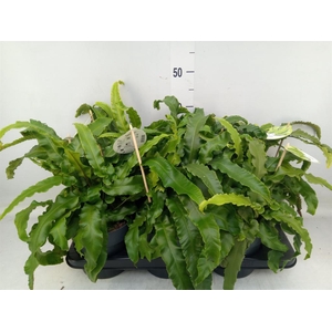 Asplenium scolopendrium