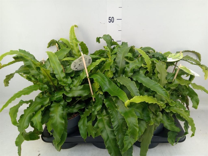 <h4>Asplenium scolopendrium</h4>