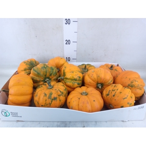 Cucurbita