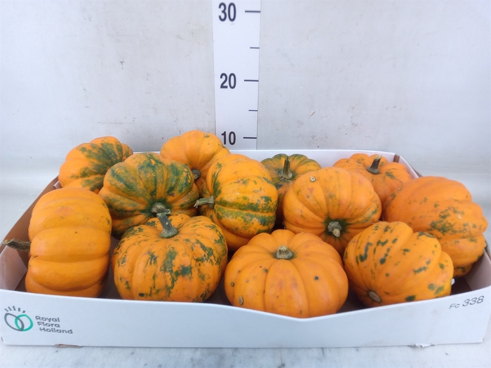 <h4>Cucurbita</h4>