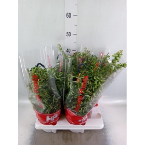Aeschynanthus  'Twister'