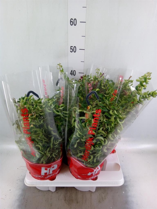 <h4>Aeschynanthus  'Twister'</h4>