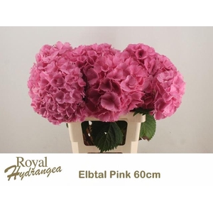 HYDR M ELBTAL RZ