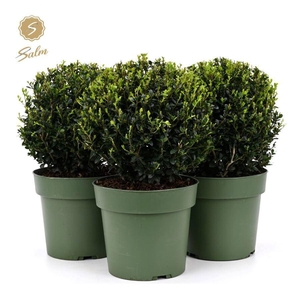 Ilex crenata 'Jenny'® Ball Ø25cm P21