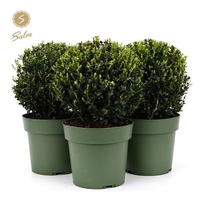 <h4>Ilex crenata 'Jenny'® Ball Ø25cm P21</h4>