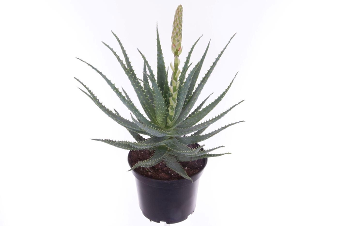 <h4>Aloe arborescens-NOT CERTIFIED</h4>
