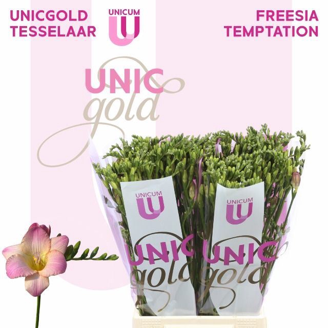 <h4>Freesia enk Temptation</h4>