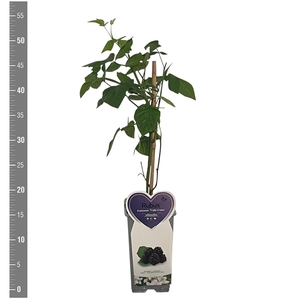 Kleinfruit Rubus f. Triple Crown 2 liter (Doornloze braam)