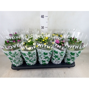 Chrysanthemum   ..mix 5