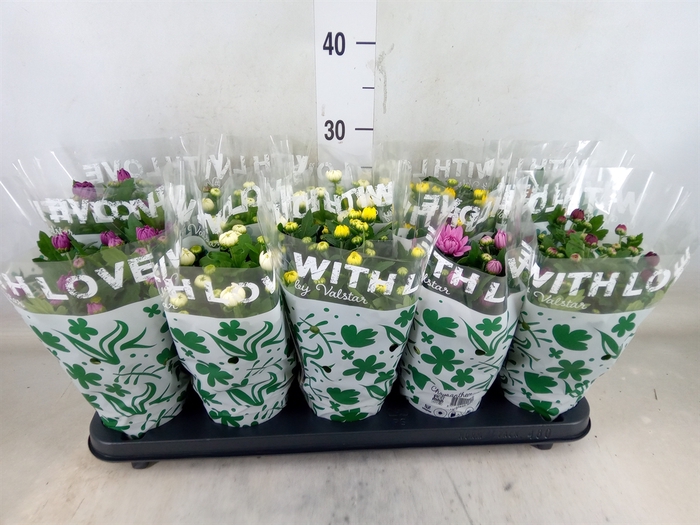<h4>Chrysanthemum   ..mix 5</h4>