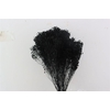 Dried Brooms Black Bunch