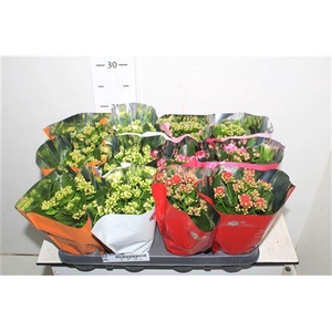 Kalanchoe Double Mix 5 Kleuren