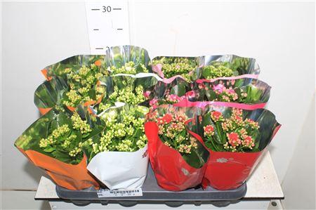 <h4>Kalanchoe Double Mix 5 Kleuren</h4>