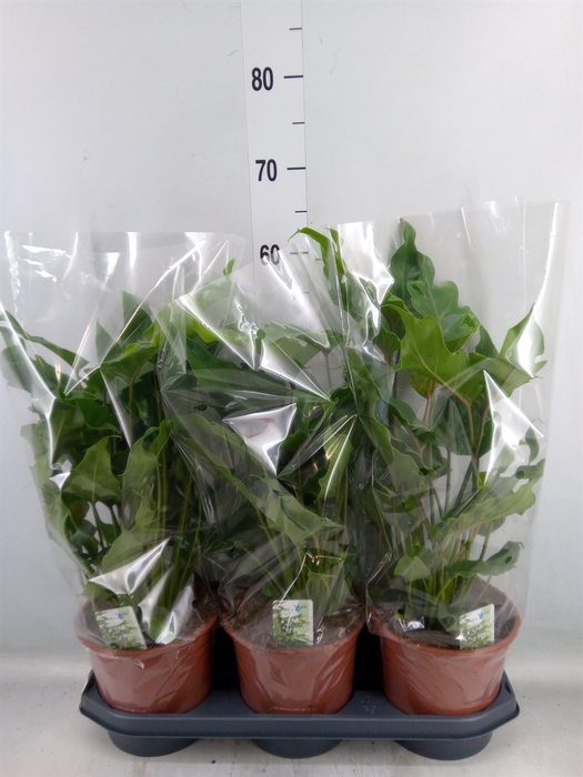 <h4>Philodendron  'Xanadu'</h4>