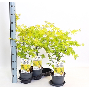 ACER PA ORANGE DREAM