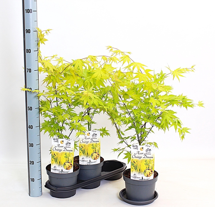 <h4>ACER PA ORANGE DREAM</h4>