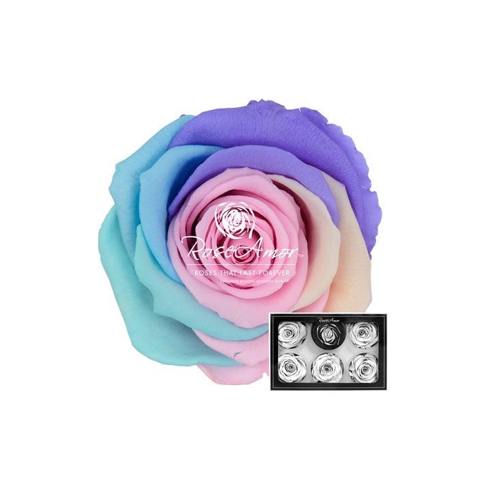 <h4>Xl Rainbow Pin04</h4>