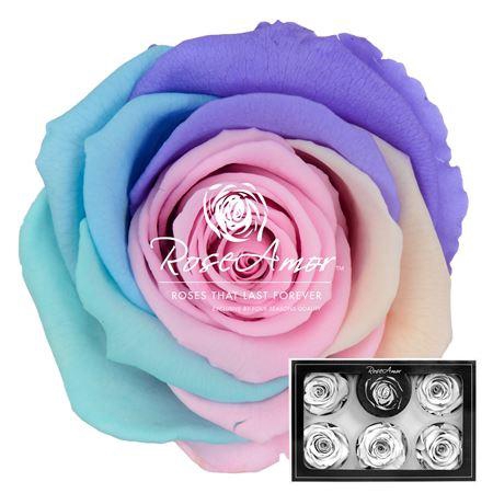 Xl Rainbow Pin04
