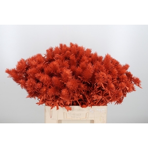 Eryn Supernova Kl Bh Oranje