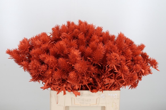 <h4>Eryn Supernova Kl Bh Oranje</h4>