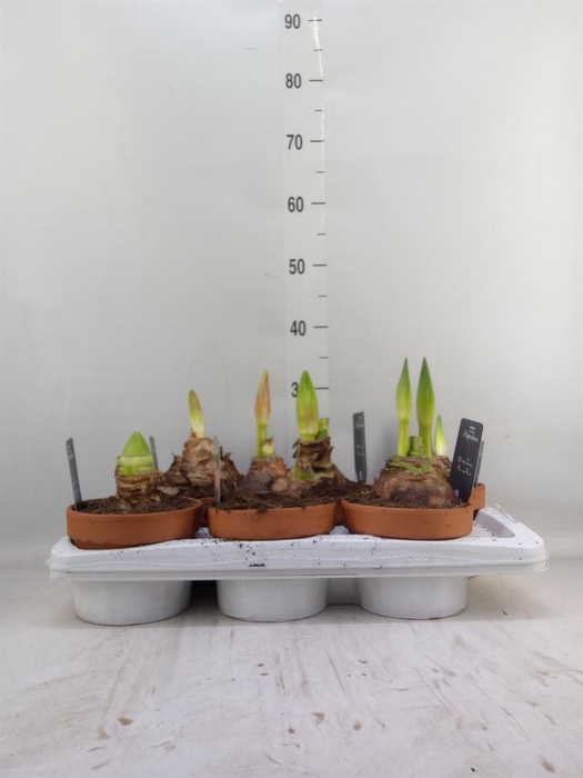 <h4>Hippeastrum ...</h4>