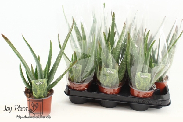 Aloe Vera 10,5Ø 30cm