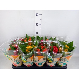 Celosia arg. CR 'Twisted'   ...mix
