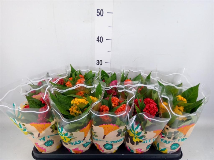 <h4>Celosia arg. CR 'Twisted'   ...mix</h4>