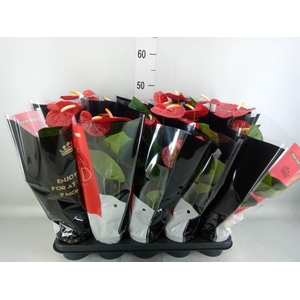 Anthurium andr. 'Royal Champion'