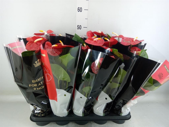 <h4>Anthurium andr. 'Royal Champion'</h4>
