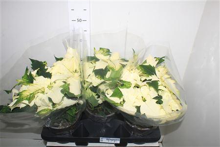 <h4>Euphor P Alaska 8+</h4>