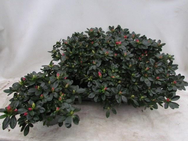 <h4>RHODO SI TOSH PARIS</h4>