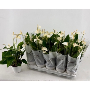 ANTHU AN WHITE CHAMP