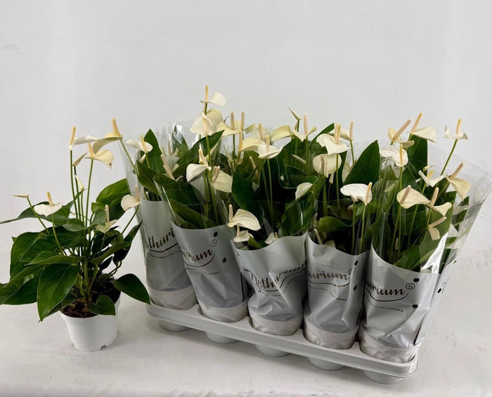 <h4>ANTHU AN WHITE CHAMP</h4>