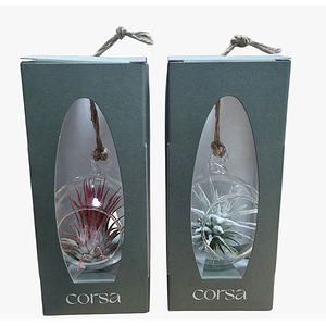 Tillandsia hangbol mini red/white gift package