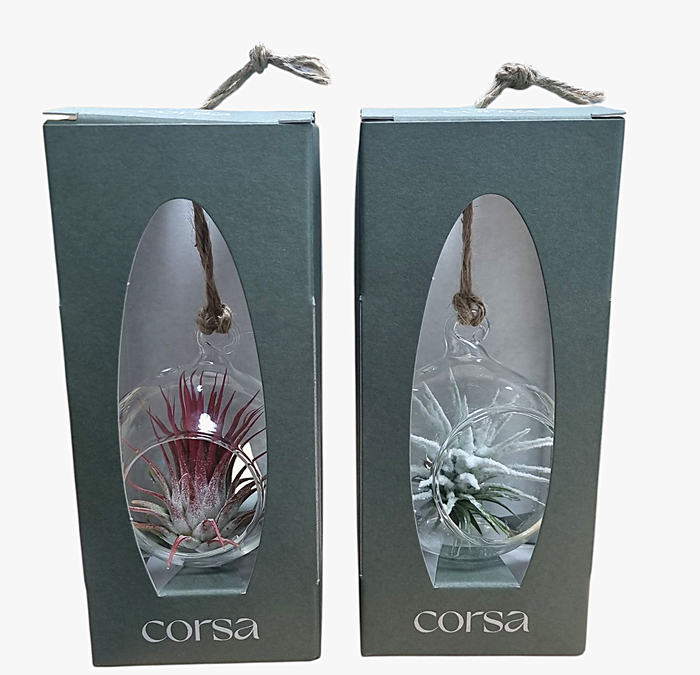 <h4>Tillandsia hangbol mini red/white gift package</h4>