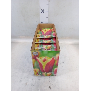 Tulipa   ...flowerbulbs