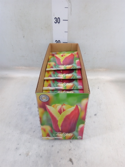 <h4>Tulipa   ...flowerbulbs</h4>