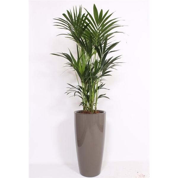 <h4>Howea Forsteriana in Santorini pot "taupe"</h4>