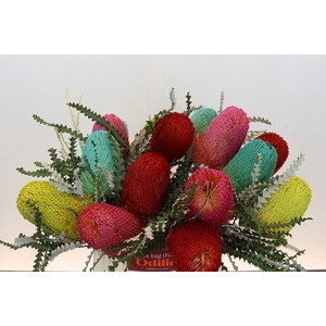 Banksia Spec. Mixed Colours