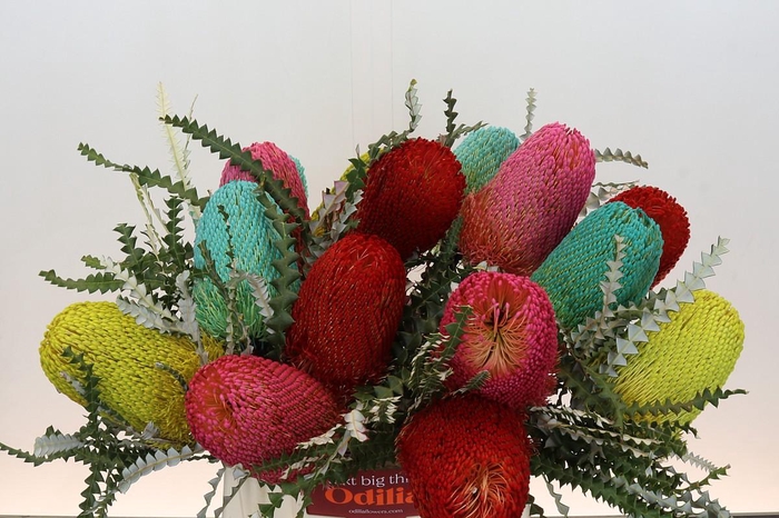<h4>Banksia Spec. Mixed Colours</h4>